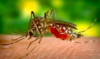 Minas teve 108 casos de dengue por hora na última semana