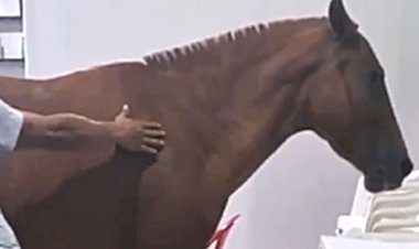 Cavalo fica ferido após ter lata de tinta amarrada ao rabo