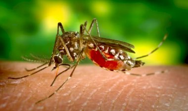 Primeira morte por suspeita de dengue é registrada em Governador Valadares