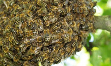 Engenheiro morre após ser atacado por abelhas enquanto trabalhava em obra de Marliéria