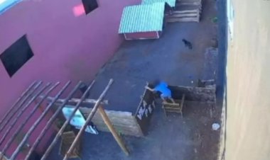 Criança invade hospital veterinário e mata mais de 20 animais no Paraná