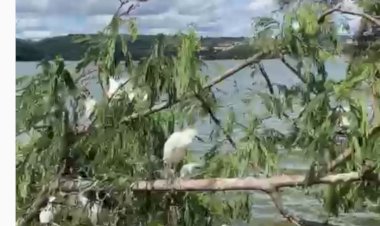 PREJUÍZO AO MEIO AMBIENTE Lagoa Santa: poda de árvores mata cerca de 40 garças na orla de lagoa; veja vídeo