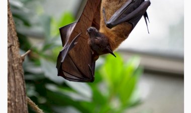 ALERTA Novo coronavírus com potencial de transmissão para humanos é descoberto na China