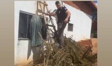 Polícia Civil descobre plantação de maconha e apreende 23 kg da mesma droga durante operação em um sítio de Rio Pardo de Minas