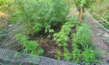 Plantação de maconha é encontrada em Salinas após PM ter informações de que homem cultivava os pés nos fundos de casa
