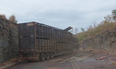 Saqueadores sacrificam 70 bois após carreta tombar na BR-365 em Várzea da Palma