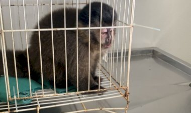 Pai compra macaco ameaçado de extinção por R$ 70 mil de presente para filha e é preso em MG