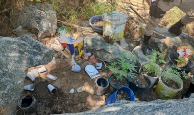 Fotos de plantação de maconha em celular de jovem levam a PM a apreender grande quantidade de drogas em Espinosa