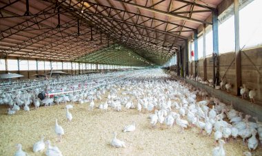 Gripe aviária: exportação de frango do Brasil está suspensa para 16 países e União Europeia