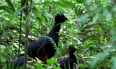Ave extinta por 50 anos volta a habitar maior área de Mata Atlântica em MG