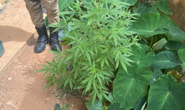 Adolescente é apreendido por agredir mãe e cultivar pé de maconha em Jaguaraçu