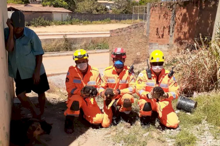 Bombeiros salvam 6 filhotes de cachorro presos em tubulação no Norte de MG