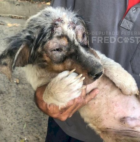 Lei Sansão: mulher é presa por maus-tratos a cães de estimação em BH