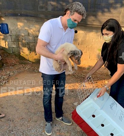 Lei Sansão: mulher é presa por maus-tratos a cães de estimação em BH