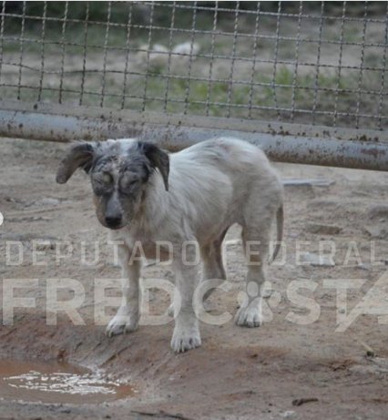 Lei Sansão: mulher é presa por maus-tratos a cães de estimação em BH