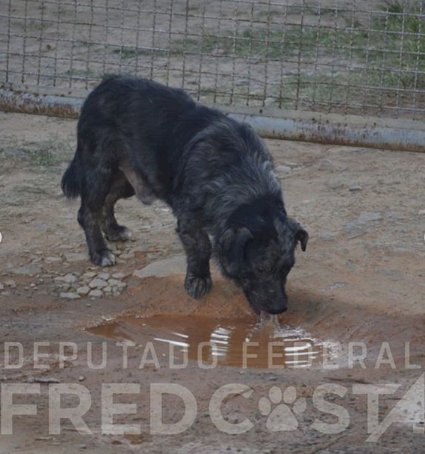 Lei Sansão: mulher é presa por maus-tratos a cães de estimação em BH