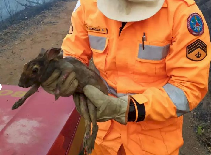 Incêndios em MG: mortandade de animais chega até 80%; prejuízos são irreparáveis