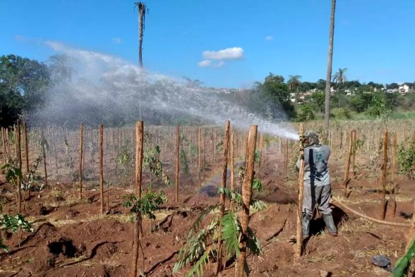 Mais de 60 mil mudas serão plantadas às margens do rio Paraopeba em Betim