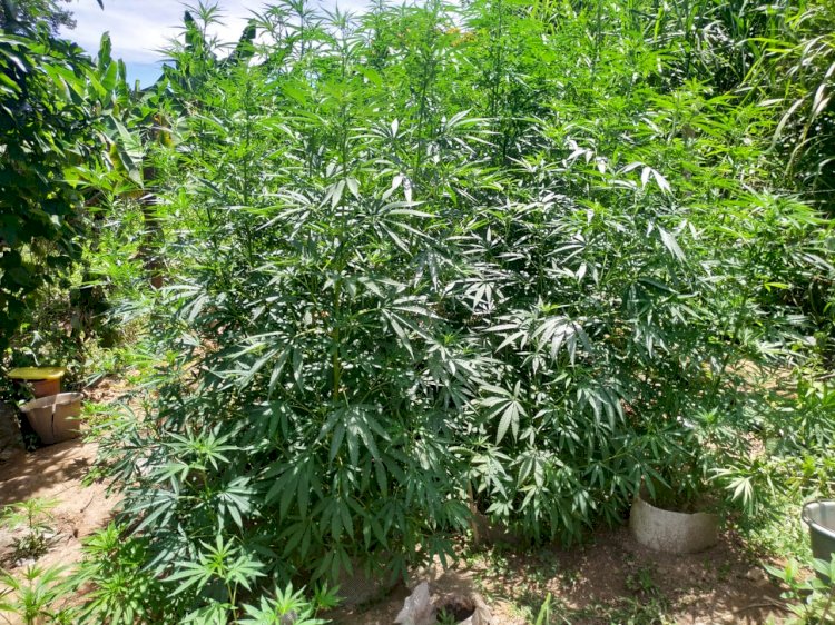 JOVEM DE 19 ANOS É PRESO COM UMA VASTA PLANTAÇÃO DE PÉS DE MACONHA NA CIDADE DE SÃO JOÃO EVANGELISTA