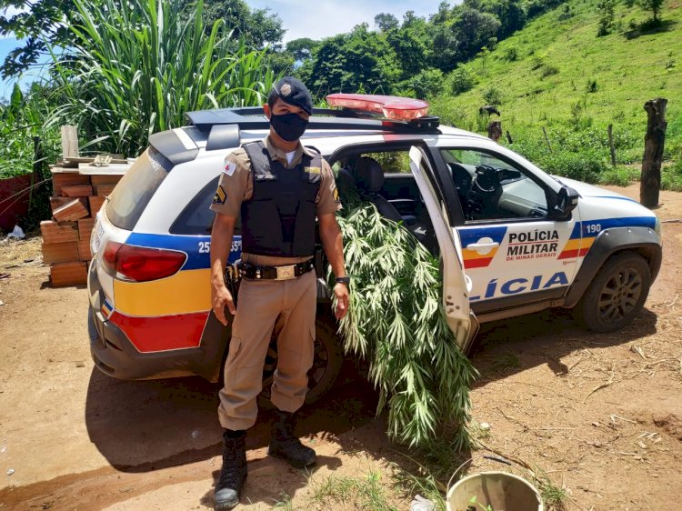 JOVEM DE 19 ANOS É PRESO COM UMA VASTA PLANTAÇÃO DE PÉS DE MACONHA NA CIDADE DE SÃO JOÃO EVANGELISTA