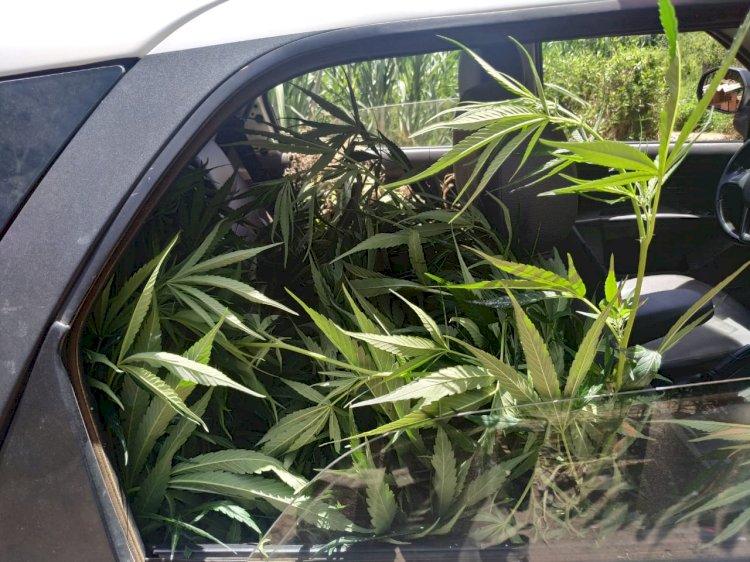 JOVEM DE 19 ANOS É PRESO COM UMA VASTA PLANTAÇÃO DE PÉS DE MACONHA NA CIDADE DE SÃO JOÃO EVANGELISTA