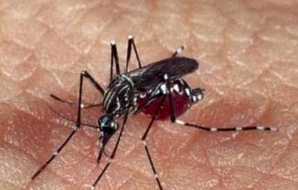 Transmitido por mosquito, vírus do Nilo Ocidental é detectado pela 1ª vez em MG.