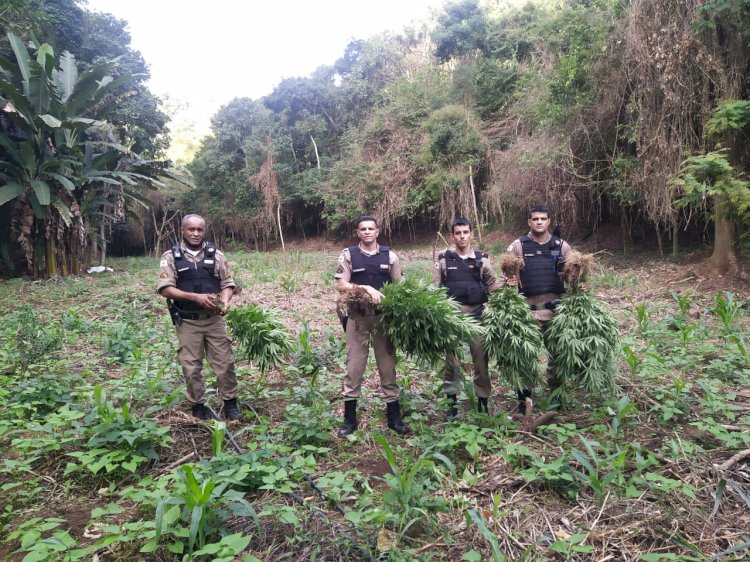 Homem de 39 anos é preso em Santa Maria do Suaçuí cultivando uma plantação com cerca de 5 mil  pés de maconha.