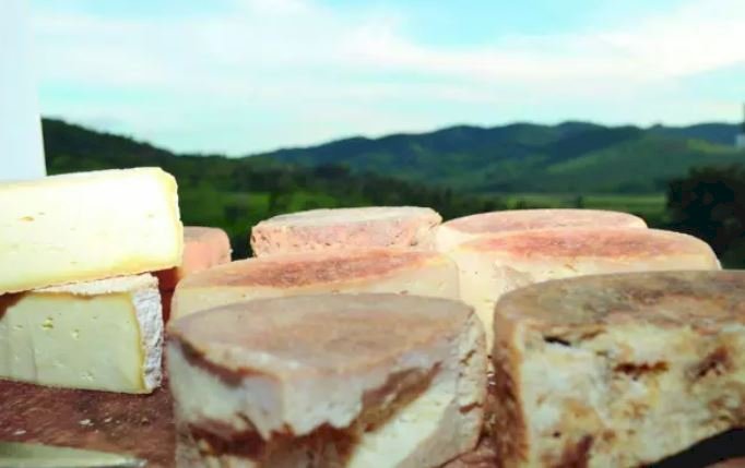 Agricultura e pecuária  - Procura pelo queijo Minas faz produtores ficarem animados