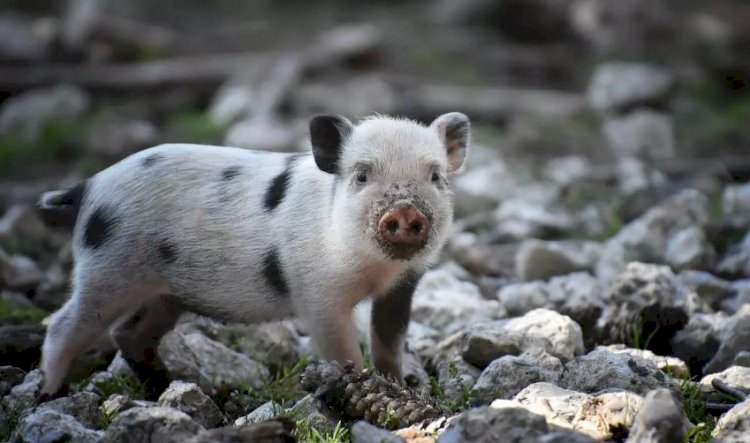 Transplante de rim de porco em humano é bem-sucedido pela primeira vez