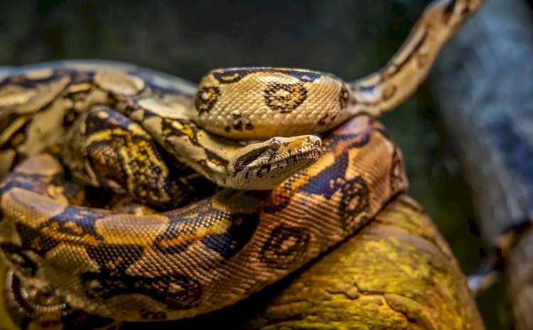 Homem enrola cobra altamente venenosa no pescoço e morre ao receber picada