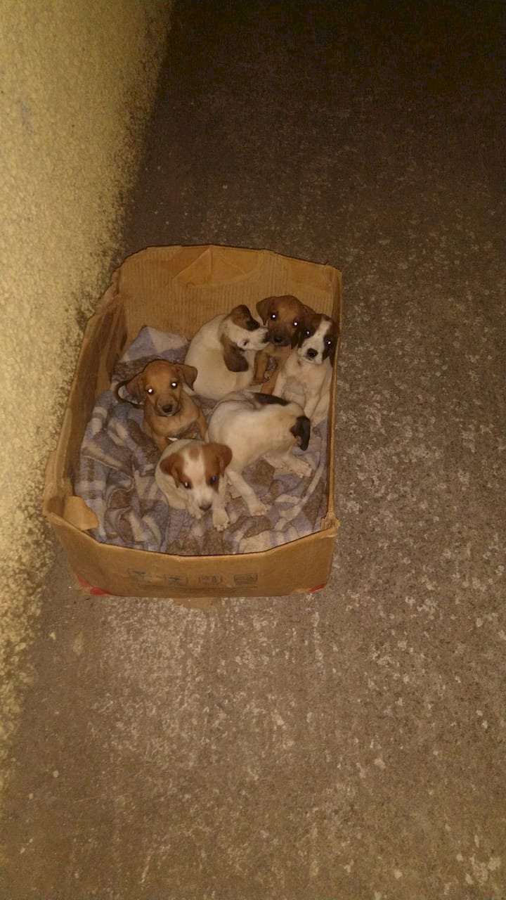 SOLIDARIEDADE PET - GUANHÃES