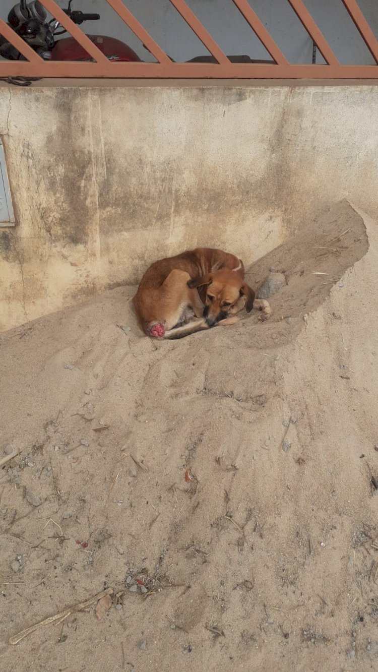 SOLIDARIEDADE PET - GUANHÃES