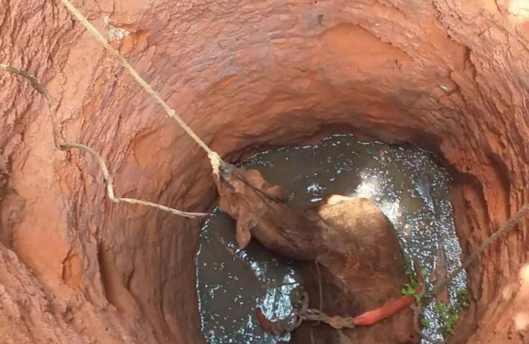 Cavalo cai em fossa e é resgatado pelos bombeiros no norte de Minas