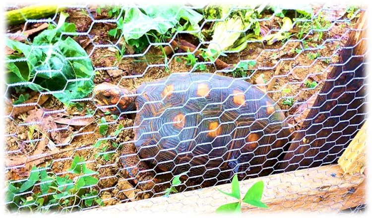 Núcleo de Proteção Ambiental do IFMG SJE recebe jabuti silvestre