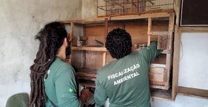 Criadores irregulares de pássaros silvestre geram multas de quase R$ 1 milhão