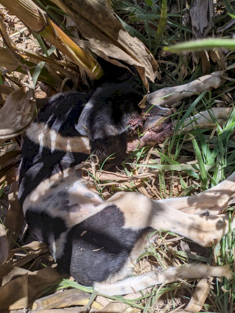 Polícia prende homem por maltratar um cachorro até a morte na cidade de  Coluna /MG