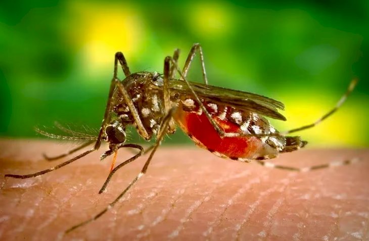 Minas teve 108 casos de dengue por hora na última semana