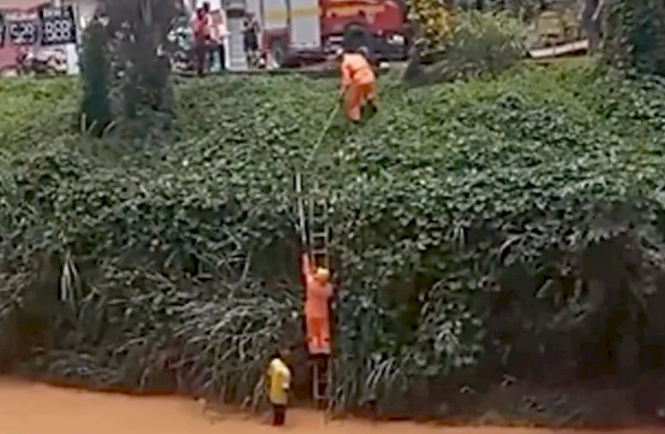 Cachorros são resgatados por bombeiros após cair em rio