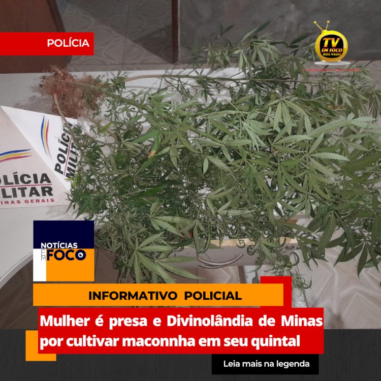 Militares encontram plantação de maconha nos fundos de residência após denúncia