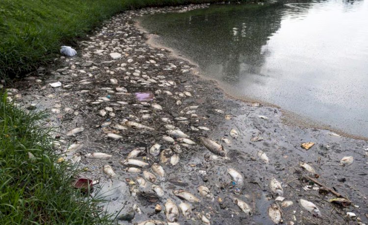 Milhares de peixes morrem na Pampulha, e PBH culpa Copasa por 'lançar poluentes'