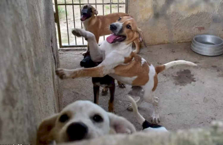 Feira de adoção de cães é realizada em Governador Valadares neste fim de semana