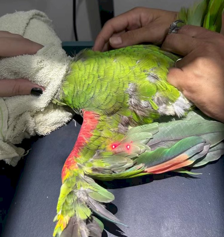 Filha denuncia mãe que arremessou gaiola com papagaio no chão;