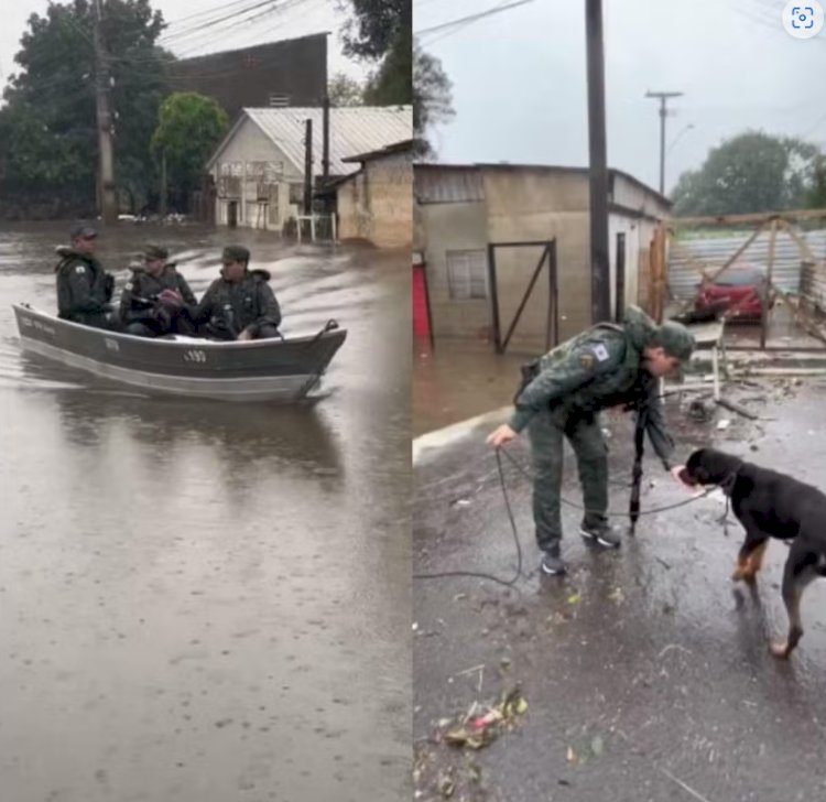 Cão ilhado em telhado de casa na cidade de Canoas, Rio Grande do Sul, é salvo por sargentos de Governador Valadares