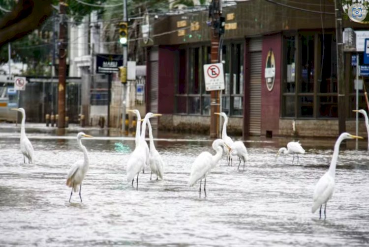 Garças aparecem em avenida de Porto Alegre em meio à enchente