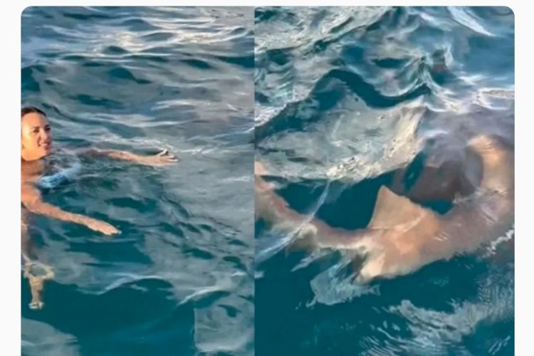 VISITA INESPERADA Vídeo: Turista se assusta e chuta tubarão durante mergulho em Fernando de Noronha