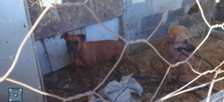 Cães atacam rebanhos e causam prejuízo a produtores rurais em comunidade de Divinópolis