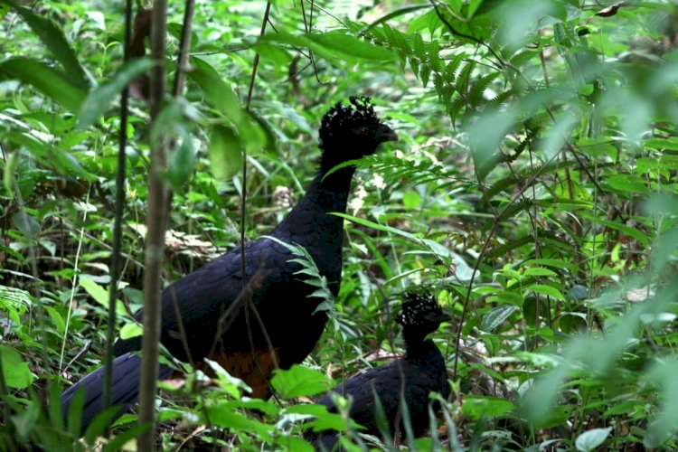 Ave extinta por 50 anos volta a habitar maior área de Mata Atlântica em MG